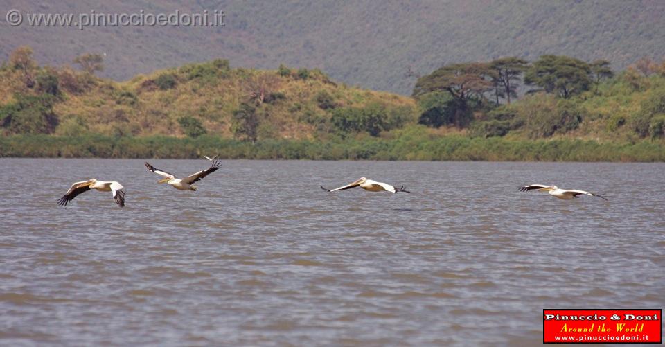 Ethiopia - Lago Chamo - Pellicani - 10.jpg